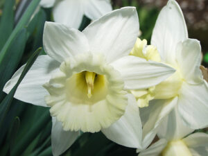 Нарцис ароматен с 10 см цвят фаворит сред нарцисите - Narcissus Mount Hood