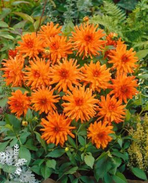 Далия саксийна оранжевото джудже - Dahlia orange pigmy Далия саксийна оранжевото джудже - Dahlia orange pigmy