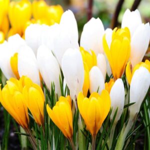Минзухар Честита пролет едроцветен в бяло и жълто - Crocus largeflowering white and yellow