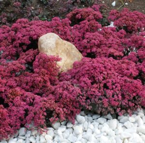 Почвопокривен Седум ослепително блестящо слънце - Sedum Dazzleberry Sunsparkle Почвопокривен Седум ослепително блестящо слънце - Sedum Dazzleberry Sunsparkle