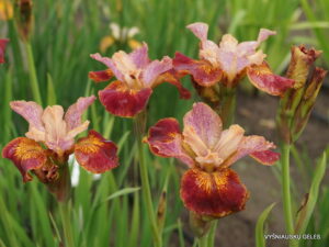 Ирис ароматен и зимоустойчив с медено канелен цвят - Iris Paprikash