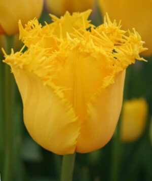 Лале златна пролет с огромен цвят - Tulip hamilton