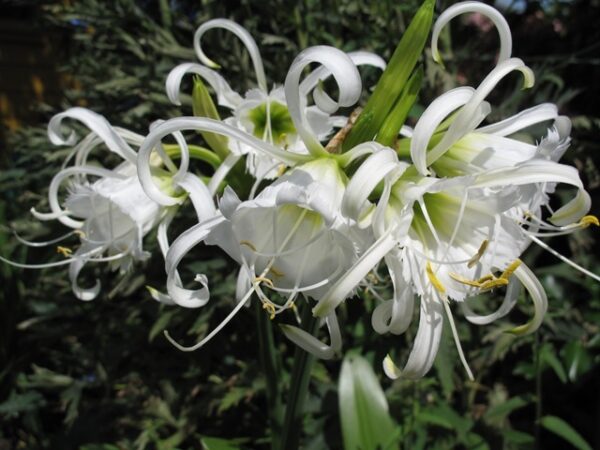 Многогодишен ароматен невероятно красив Хименокалис за саксии - Hymenocallis festalis (Peruvian daffodil)