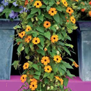 Тунбергия красиво увивно растение за тераси и перголи - Thunbergia Susie mix