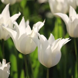 Лале лилиевидно бяло Триумфатор - Tulip white triumphator