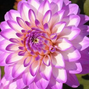 Саксийна далия Мелодия с двуцветни лавандулови цветове - Dahlia Melody Dixie Саксийна далия Мелодия с двуцветни лавандулови цветове - Dahlia Melody Dixie