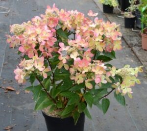 Хортензия ароматна и двуцветна класирана в топ 10 сред най-добрите - Hydrangea paniculata bicolor Pastel green