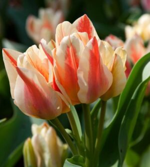 Лале тройно не изчезва през годините - Tulip Quebec Лале тройно не изчезва през годините - Tulip Quebec