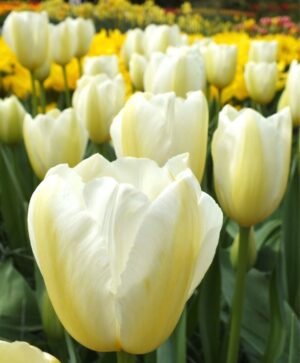 Лале Франсоаз бяло с жълти ивици - Tulip Francoise