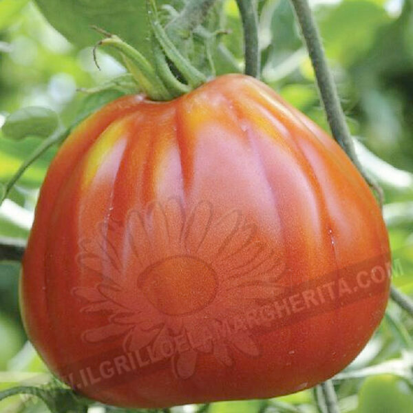 Домат Червената круша един от най-сладките червени сортове домати и не е ГМО - Tomato Red pear