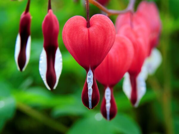 Единствената червена Дицентра Свети Валентин засадена в саксия - Dicentra Spectabilis Valentine