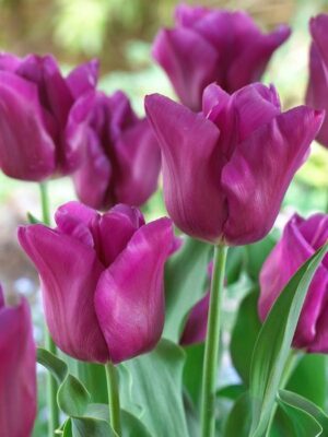 Лале Страст с чувствен пурпурен цвят носител на награда - Tulip Passionale