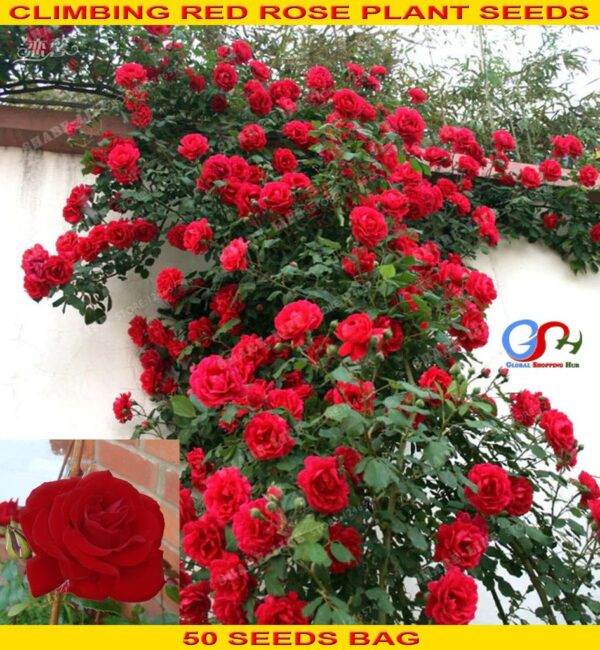 Роза увивна червена ароматна - Red rose
