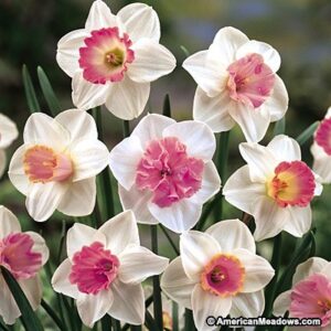 Нарцис срозова лула смес - Narcissus mix pink