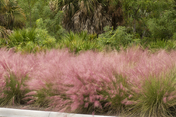Многогодишна зимоустойчива трева розово фламинго - Muhlenbergia
