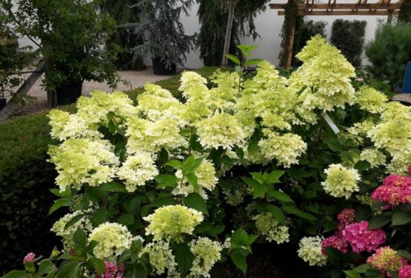 Хортензия паникулата най-бързо растяща с преливащи се цветове - Hydrangea paniculata limelight