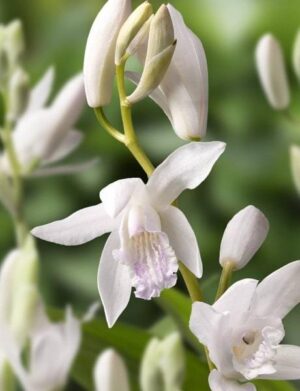 Блетила многогодишна бяла с шарени листа дворна орхидея - Bletilla Striata Alba Variagated