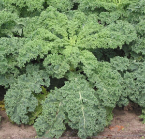 Къдраво листно зеле кейл зелено с височина 30-50 см - Cabbage curly kale dwarf green