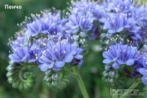 Медоносен синьо лилав ароматен храст Фацелия за пчелари - Facelia