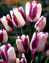 Лале многоцветно с до 5 цвята на стъбло - Tulip Modern style