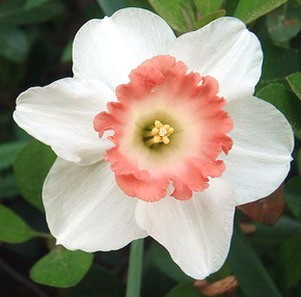 Нарцис бял с коралова лула Розов чар - Narcissus Pink charm