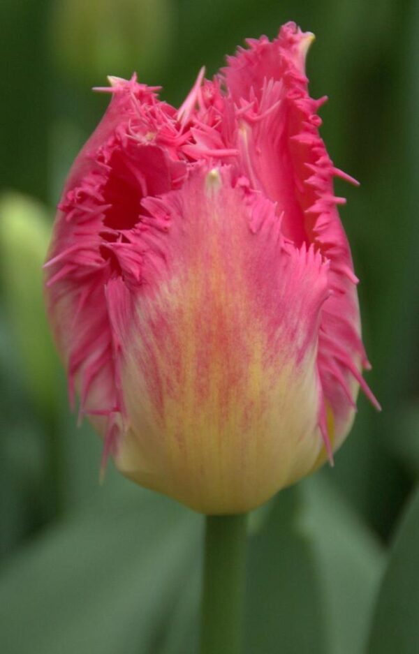 Лале с огромен цвят жълто с розово ресничесто -Tulip Auxerre