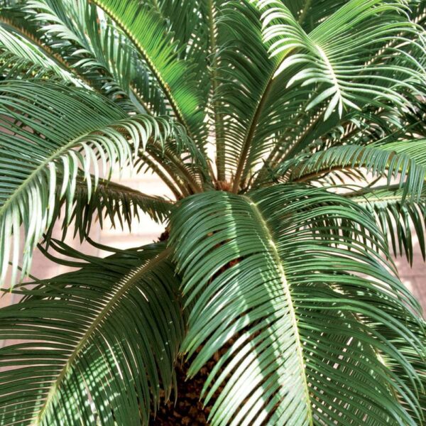 Тор специален за цикас палми - Cycas and tropical palms fertilizer