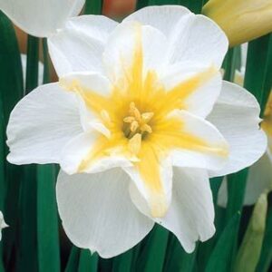 Нарцис звезда лимонена красота - Narcissus lemon beauty