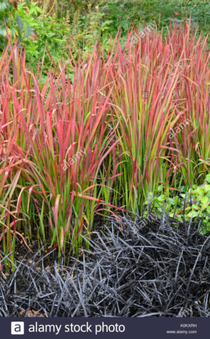 Червена многогодишна студоустойчива трева акцент в градината - Imperata red baron