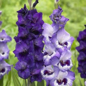 Гладиол в комбинация на цветовете лилаво и синьо - Gladiolus mix