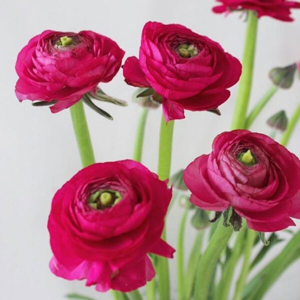Ранункулус тъмно розов чар - Ranunculus dark rose