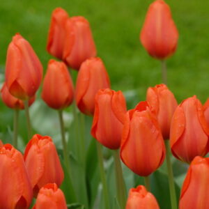 Лале многогодишно оранжево Валсроуд - Tulip Walsrode