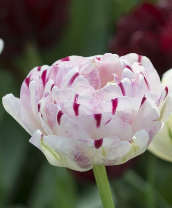 Едно от най-дълго цъфтящите лалета приказно красиво Шарен танц - Tulip Danceline