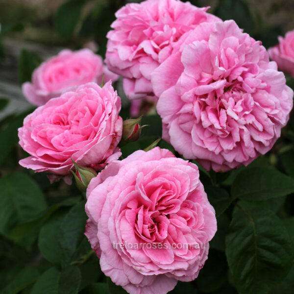 Роза Дукеса старинна и силно ароматна с кичести лавандулови цветове - Rose Duchesse d'angouleme