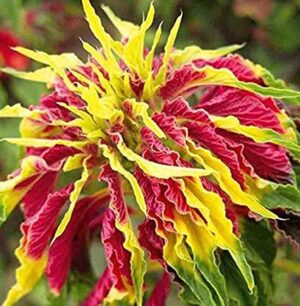 Амарантус магичен вулкан от цветове - ядливо растение - Amaranthus gangeticus tricolor