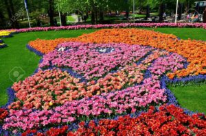 Лале тъмно лилаво ресничесто на името на холандския художник - Tulip Vincent Van Gogh Лале тъмно лилаво ресничесто на името на холандския художник - Tulip Vincent Van Gogh