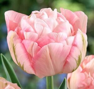 Ароматно кичесто лале в преливащо се кремаво и розово - Tulip Finola Ароматно кичесто лале в преливащо се кремаво и розово - Tulip Finola