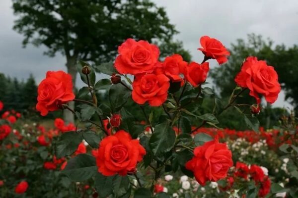 Роза ароматна с обилен цъфтеж от юни до октомври устойчива на болести - Rose champlain Kordes hybrid