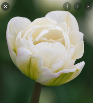 Лале божуресто награден нов сорт с огромен снежно бял кичест цвят - Tulip white mountain Лале божуресто награден нов сорт с огромен снежно бял кичест цвят - Tulip white mountain