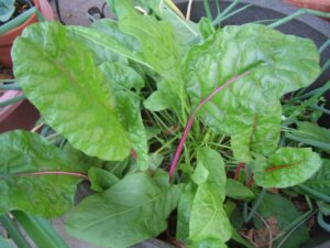 Киселец многогодишен листен зеленчук с много ползи - Rumex acetosa