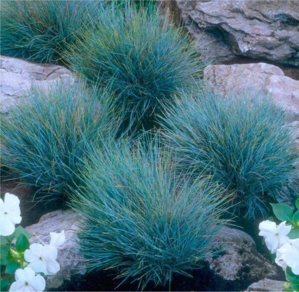Многогодишна синя трева кралицата на алпинеума вкоренена в саксия - Festuca glauca