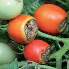 Супер тор с калций и бор за предпазване доматите от загниване - Integratore pomodori e ortaggi