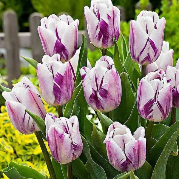 Лале бяло с лилави ивици Шарен флаг - Tulip flaming flag