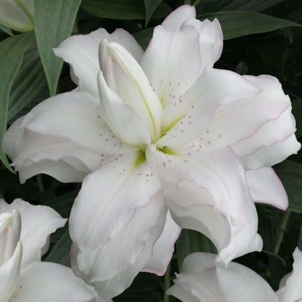 Кичест лилиум прекрасният лотос в снежно бяло - Lilium Lotus beauty