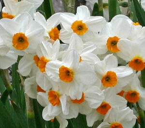 Нарцис не изчезващ ароматен с 3 до 6 цвята - Narcissus Geranium