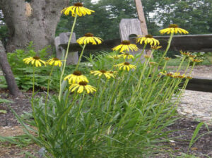 Ехинацея ароматна жълта за сухи и слънчеви градини - Echinacea Paradoxa