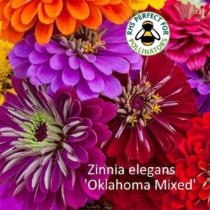 Циния старинна Оклахома с най-здраво стъбло и едър цвят - Zinnia Oklahoma double mix