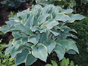 Хоста Разкош със сини листа с жълти краища - Hosta regal splendour Хоста Разкош със сини листа с жълти краища - Hosta regal splendour