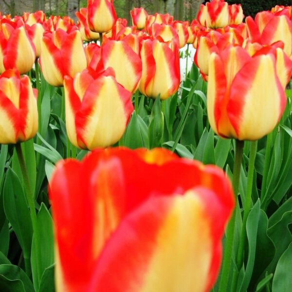 Лале многогодишно американската мечта - Tulip american dream