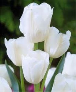 Лале бяло многоцветно цъфти с 5-6 цвята на стъбло - Tulip Berliner Weise